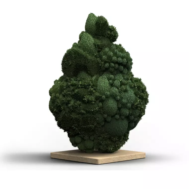 Canify 24/1 CZE Ku. – Produktbild des Anbieters Bloomwell