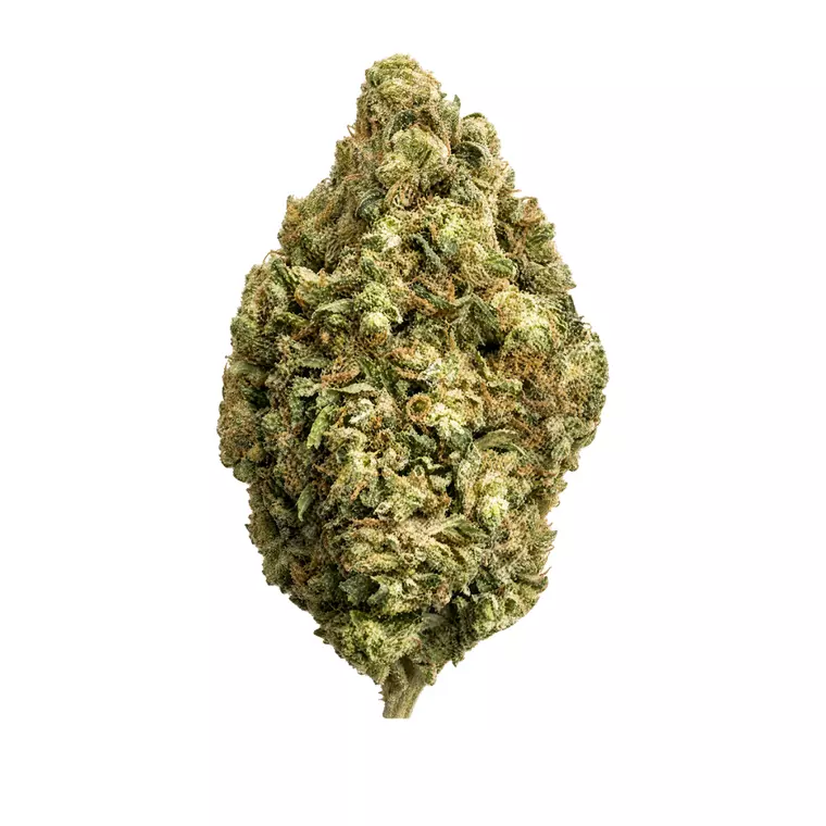 Supreme 22/1 OS – Produktbild des Anbieters Bloomwell