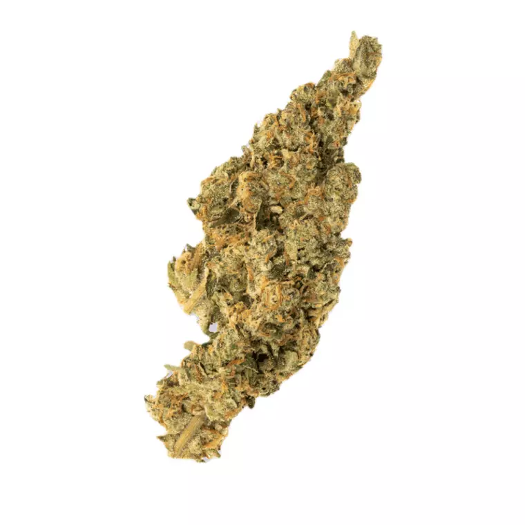 Avaay 31/1 SPC – Produktbild des Anbieters Bloomwell
