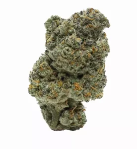 Apollo 24/1 JGN – Produktbild des Anbieters Bloomwell