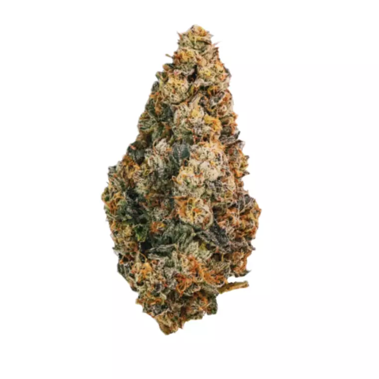 AMICI 30/1 SP – Produktbild des Anbieters Bloomwell
