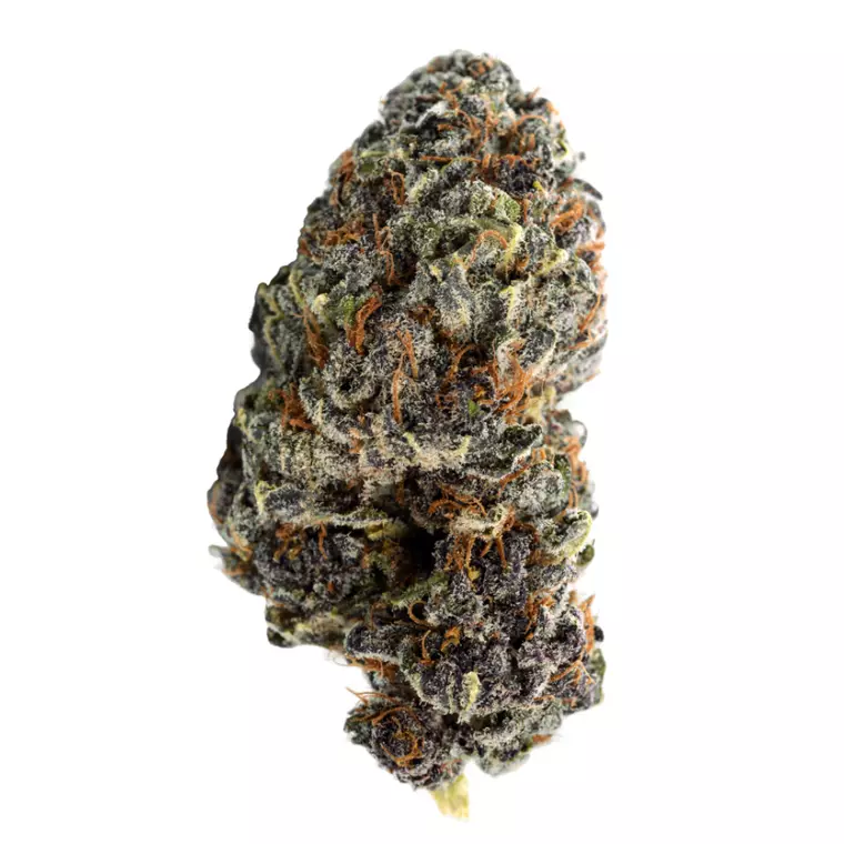 NICE 26/1 GP – Produktbild des Anbieters Bloomwell