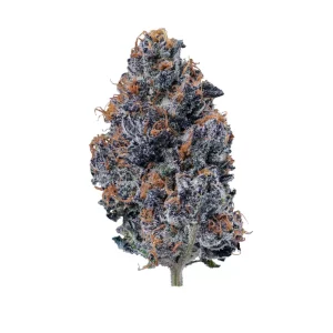 24/1 IUVO OC – Produktbild des Anbieters Bloomwell