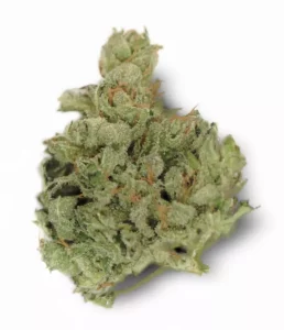 Tilray THC 25 Sativa No.4 – Produktbild des Anbieters Bloomwell