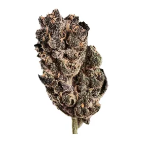 420 Natural 14/1 CA TRP – Produktbild des Anbieters Bloomwell