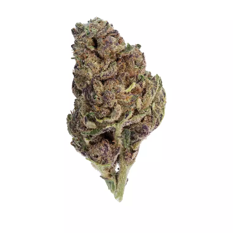 Canify 14/1 CL Ku. – Produktbild des Anbieters Bloomwell
