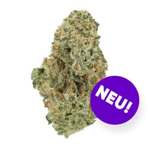 CM 32/1 EBK – Produktbild des Anbieters Bloomwell