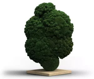 The BC Green SCK 25/1 – Produktbild des Anbieters Bloomwell