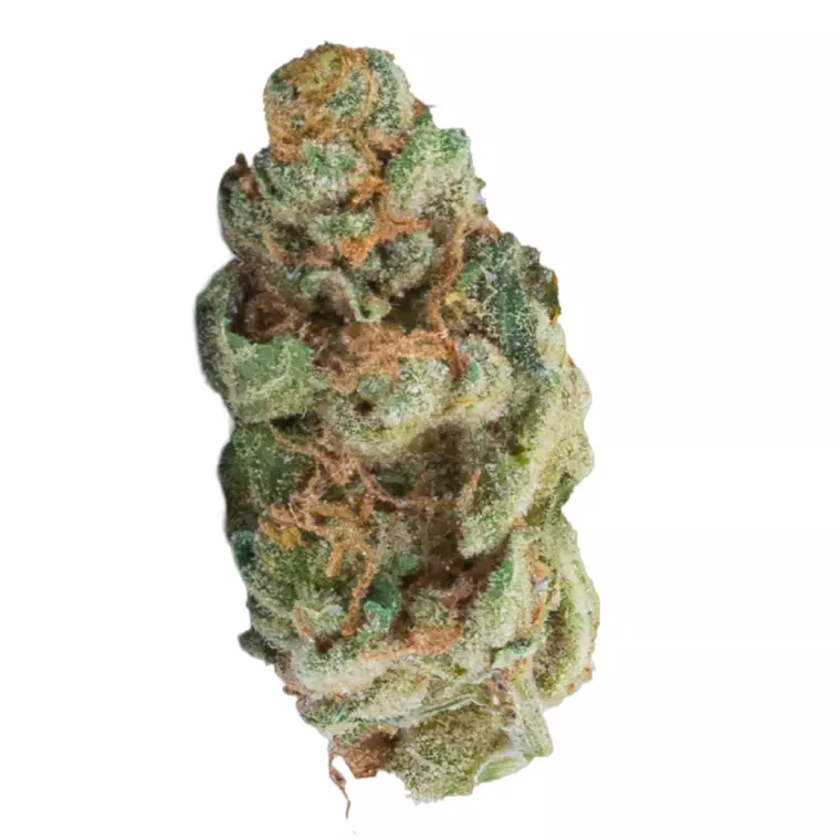 31/1 NICE COG – Produktbild des Anbieters Bloomwell