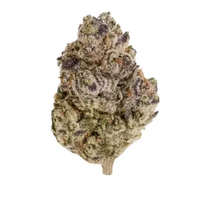 ZOIKS 26/1 BLBC – Produktbild des Anbieters Bloomwell