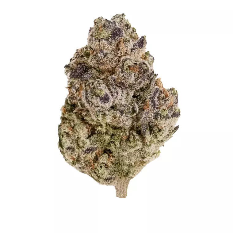 ZOIKS 26/1 BLBC – Produktbild des Anbieters Bloomwell