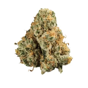 420 Evolution 33/1 CA PCH – Produktbild des Anbieters Bloomwell