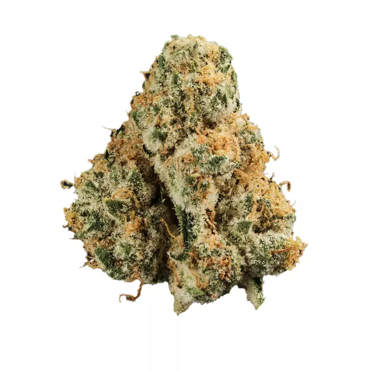 420 Evolution 33/1 CA PCH – Produktbild des Anbieters Bloomwell
