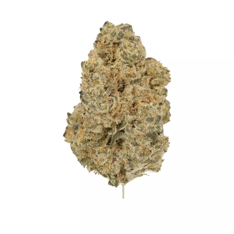 Luana 28/1 MNF – Produktbild des Anbieters Bloomwell