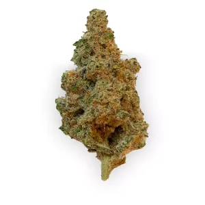 420 Evolution 25/1 CA MAC – Produktbild des Anbieters Bloomwell
