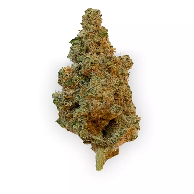 420 Evolution 25/1 CA MAC – Produktbild des Anbieters Bloomwell