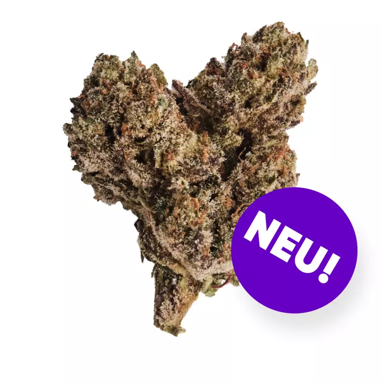 420 Evolution 30/1 CA FFC – Produktbild des Anbieters Bloomwell