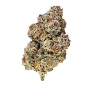 Barongo 28/1 SB – Produktbild des Anbieters Bloomwell