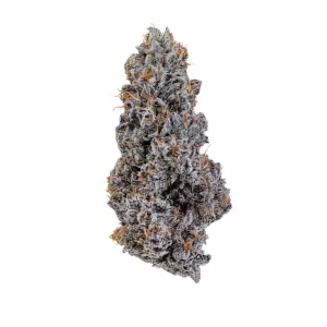 24/1 IUVO OC – Produktbild des Anbieters Bloomwell