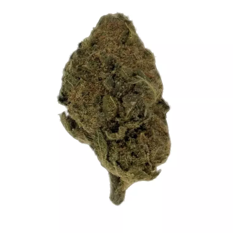 Canify 18/1 LS Ku. – Produktbild des Anbieters Bloomwell