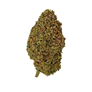 Alpenwiese 22/1 Tangelo Sunrise – Produktbild des Anbieters Bloomwell