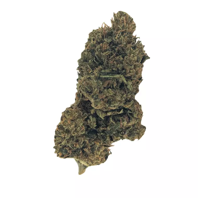 Canify 23/1 CSF Ku. – Produktbild des Anbieters Bloomwell