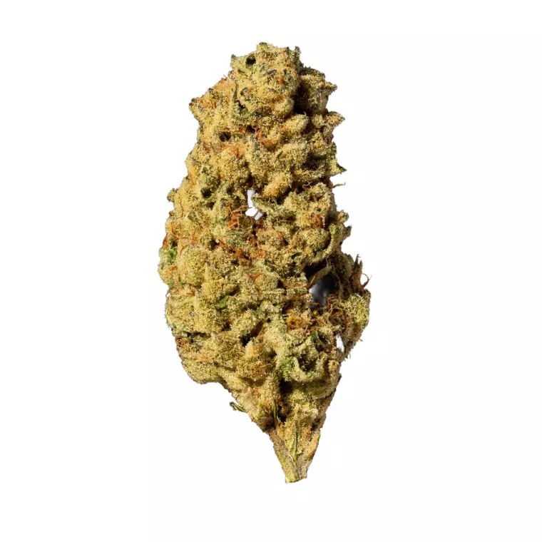 AMICI 34/1 BZ – Produktbild des Anbieters Bloomwell