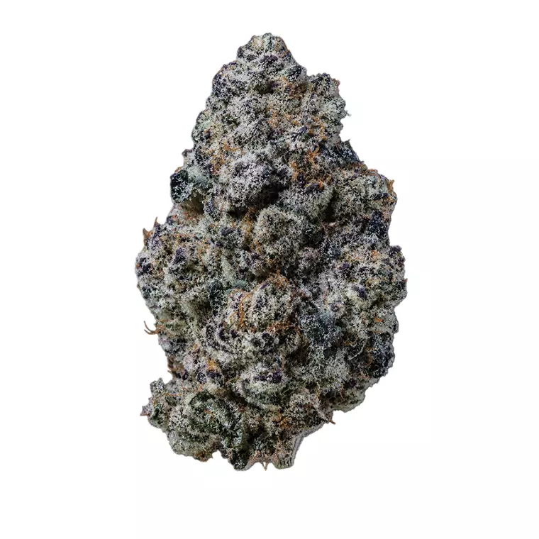 Barongo 24/1 BC – Produktbild des Anbieters Bloomwell