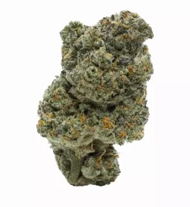 Apollo 33/1 JGN – Produktbild des Anbieters Bloomwell