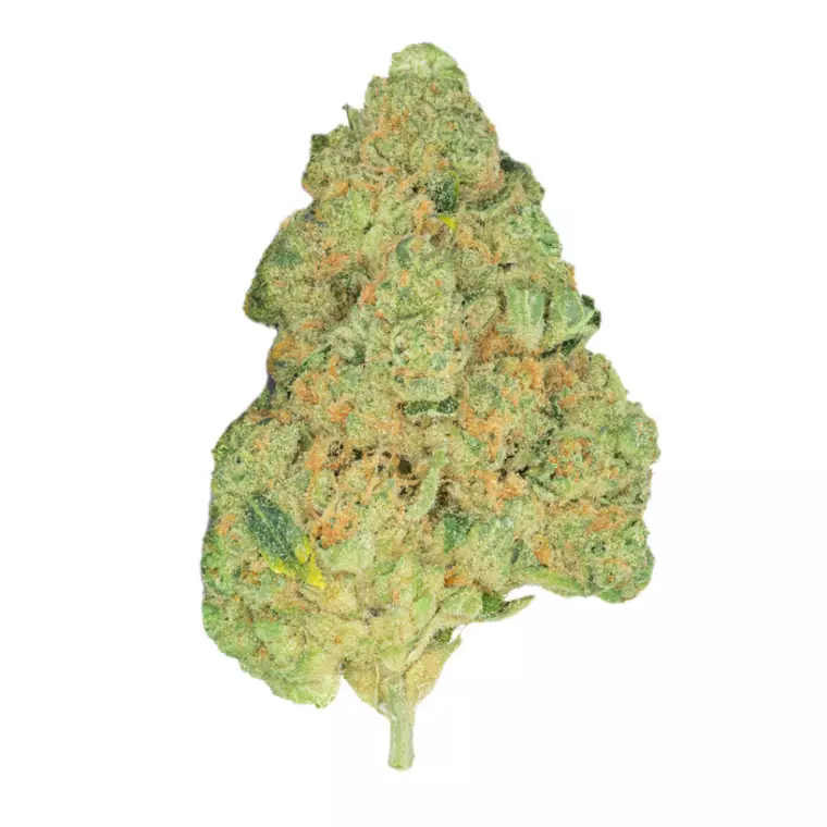 Pedanios 31/1 COS-CA – Produktbild des Anbieters Bloomwell