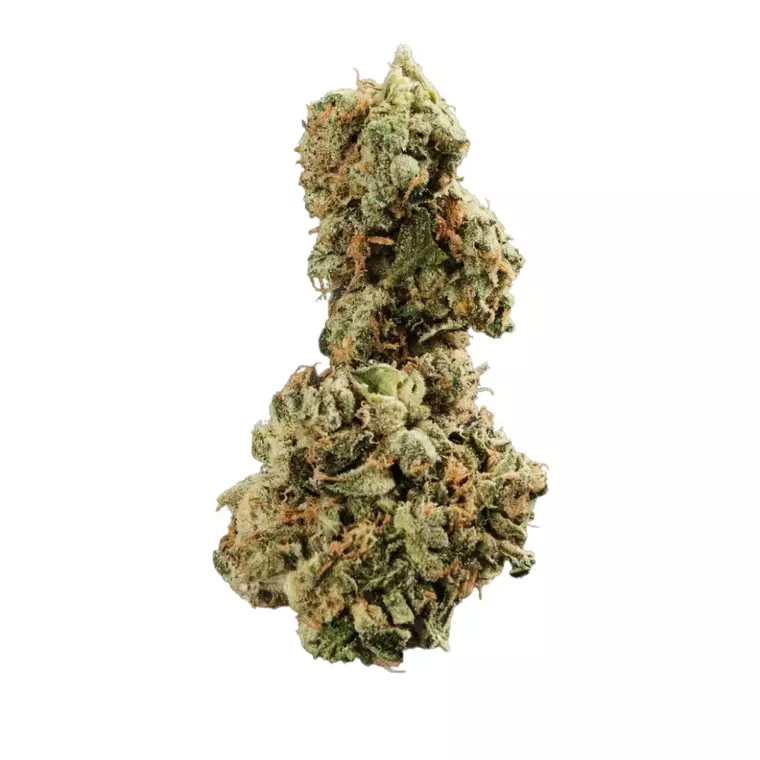 420 Evolution 33/1 CA GMO – Produktbild des Anbieters Bloomwell