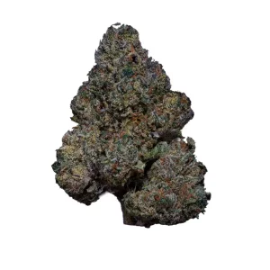 AMICI 24/1 RBO – Produktbild des Anbieters Bloomwell