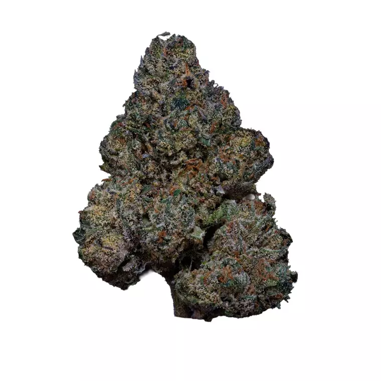 AMICI 24/1 RBO – Produktbild des Anbieters Bloomwell