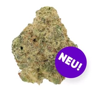 CM 32/1 SRK – Produktbild des Anbieters Bloomwell