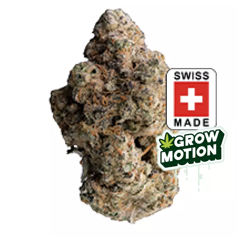 GrowMotion TJ27 – Produktbild des Anbieters Bloomwell
