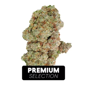 Avaay Signature 31/1 OGC – Produktbild des Anbieters Bloomwell