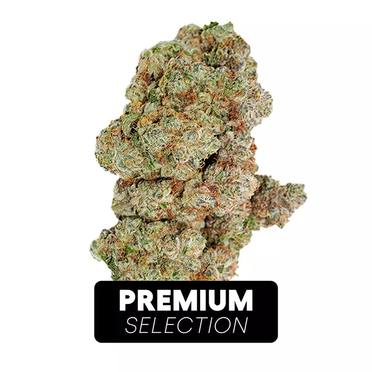 Avaay Signature 31/1 OGC – Produktbild des Anbieters Bloomwell