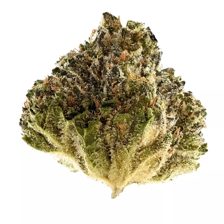 TRUU GT 27:01 – Produktbild des Anbieters Bloomwell