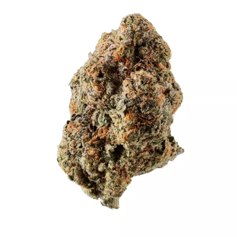 420 Evolution 33/1 CA SCM – Produktbild des Anbieters Bloomwell