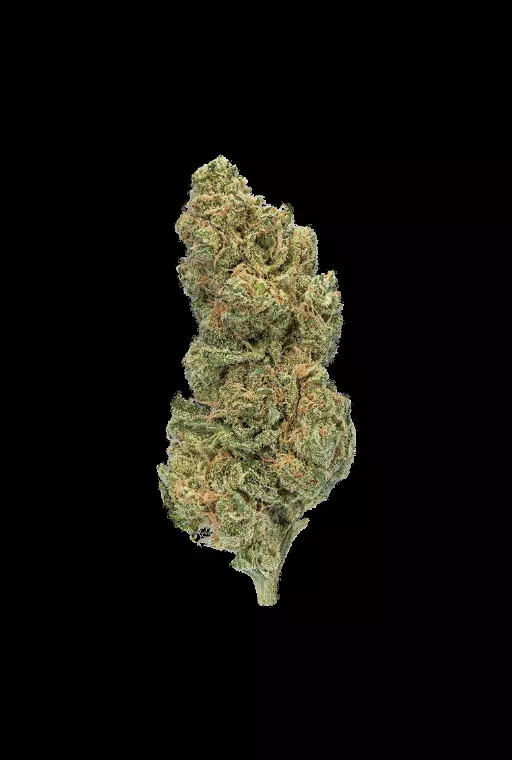 enua 25/1 GPP CA – Produktbild des Anbieters Bloomwell
