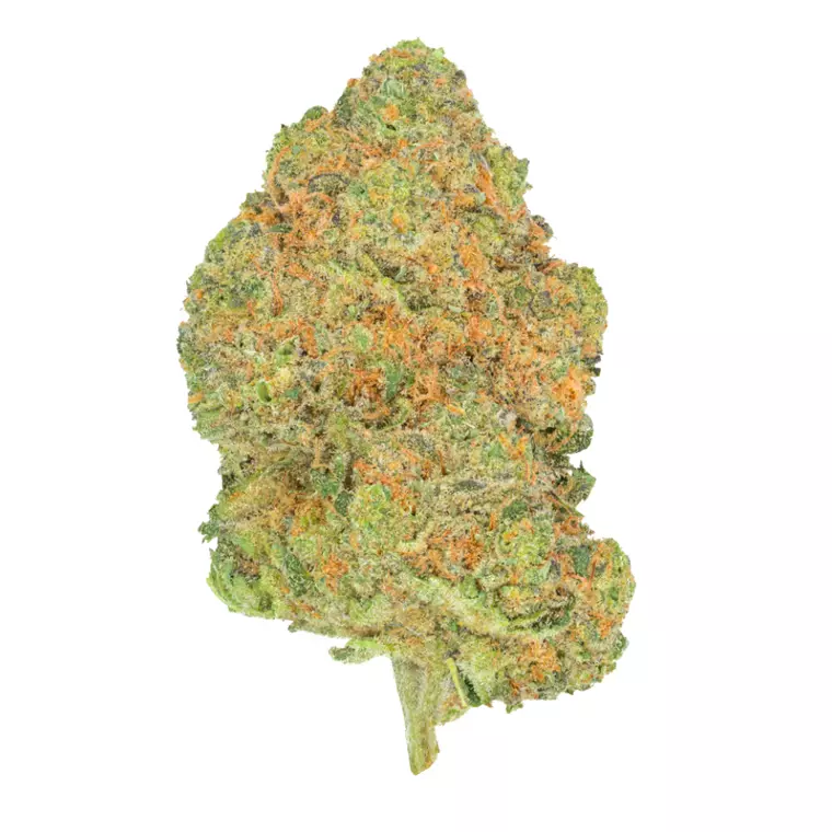 Pedanios 27/1 BLY-CA – Produktbild des Anbieters Bloomwell