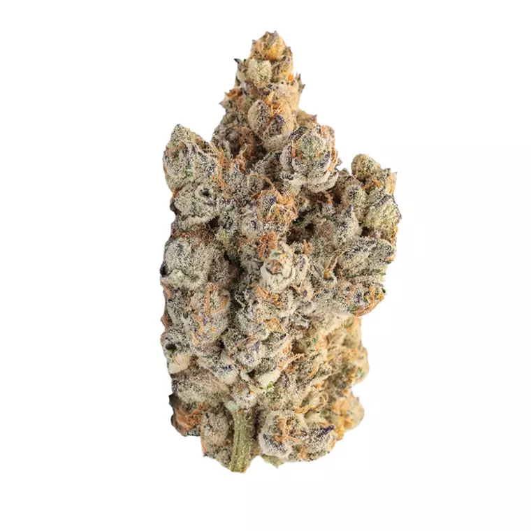 Barongo 32/1 SOR – Produktbild des Anbieters Bloomwell