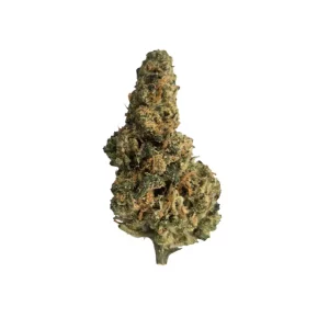 Amici 33/1 AC – Produktbild des Anbieters Bloomwell