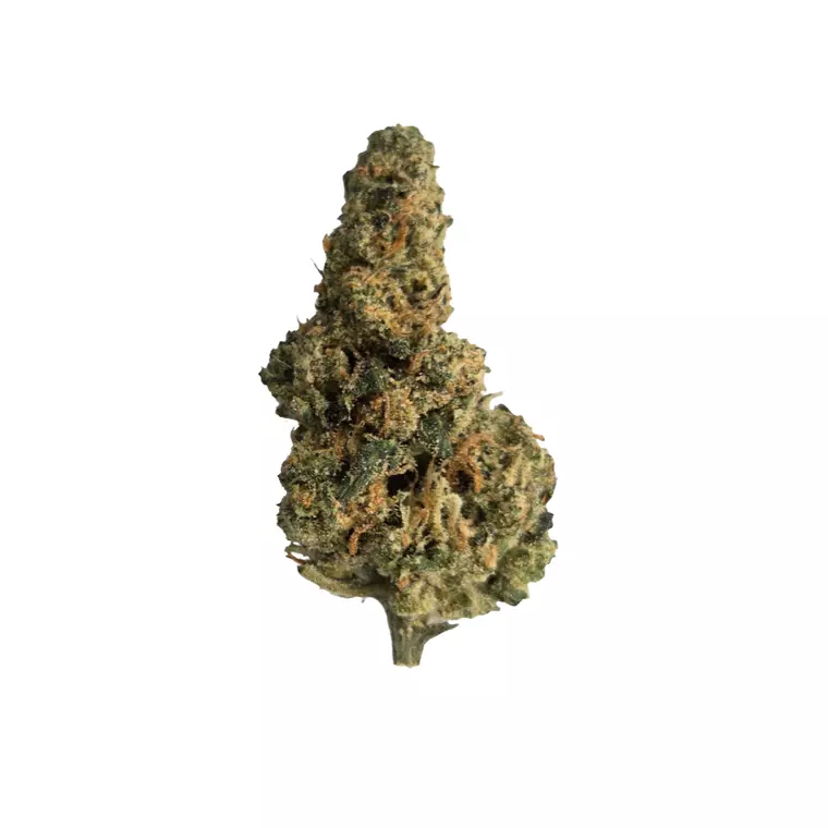 Amici 33/1 AC – Produktbild des Anbieters Bloomwell