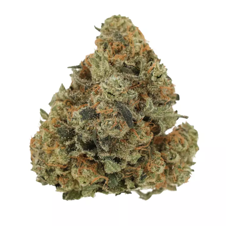 Luana 24/1 GSC – Produktbild des Anbieters Bloomwell