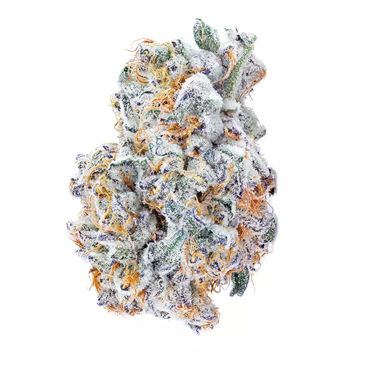 Avaay Signature 23/1 BYY – Produktbild des Anbieters Bloomwell