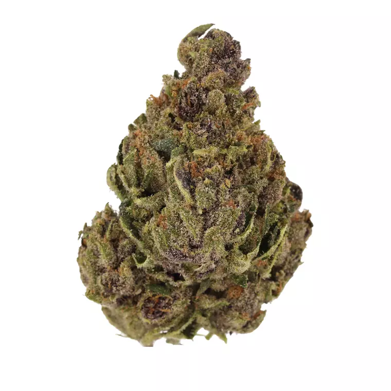 Luana 20/1 TROPIC – Produktbild des Anbieters Bloomwell