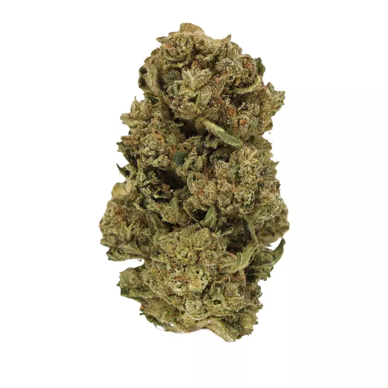 Luana 20/1 STAR – Produktbild des Anbieters Bloomwell
