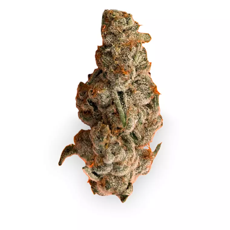 420 Evolution 30/1 CA PCH – Produktbild des Anbieters Bloomwell