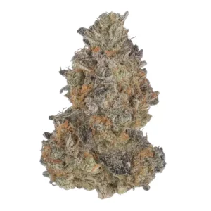 Apollo 24/1 RKS – Produktbild des Anbieters Bloomwell